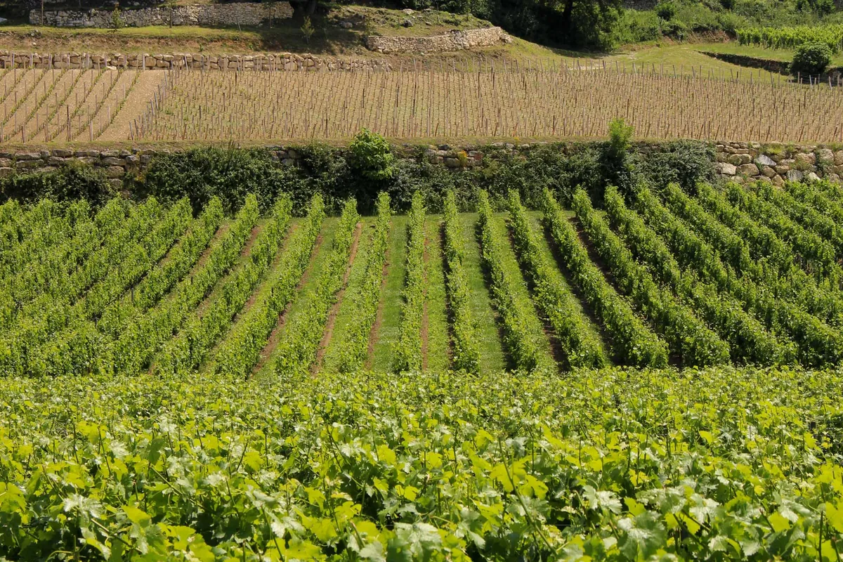 Vineyards on the limestone plateau around Saint-Émilion, France
